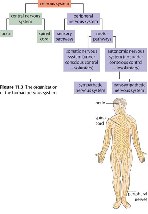 When the central nervous system becomes damaged or peripheral nerves become trapped, a variety of impacts are possible. Blank Peripheral Nervous System Diagram : 399 best images ...