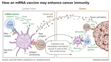 After Covid 19 Can Mrna Vaccines Help With Cancer As Well Gavi The