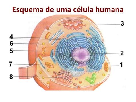 Fotos De Fabricacion De Celula Humana Con Material De Reciclaje C 233