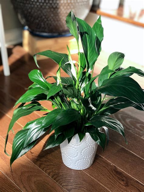 Peace Lily Indoor Plant In A 4 Indoor Easy Care Flowering Etsy