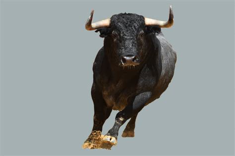 Bull Front Stock Photos Pictures And Royalty Free Images Istock