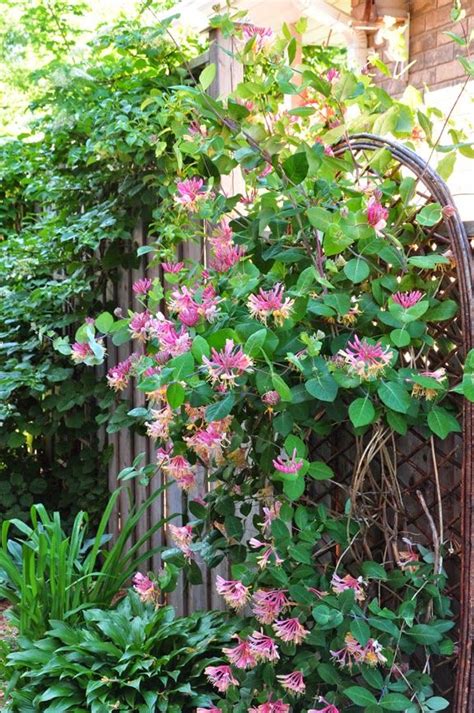 Three Dogs In A Garden Honeysuckle Vine Honeysuckle Garden Vines