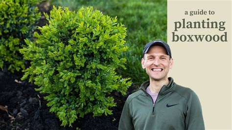 A Guide To Planting Boxwood Youtube