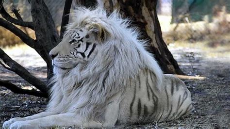 White Liger White Tiger Lion Mix Hd Wallpaper Pxfuel