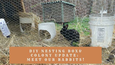 Easy Diy Rabbit Nesting Box And Colony Update Meet Our Rabbits Youtube