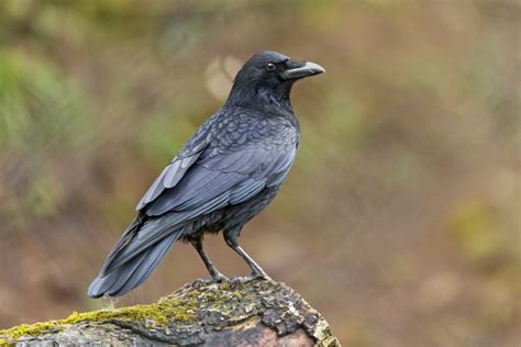 Crows Officially Smarter Than Children Cnet