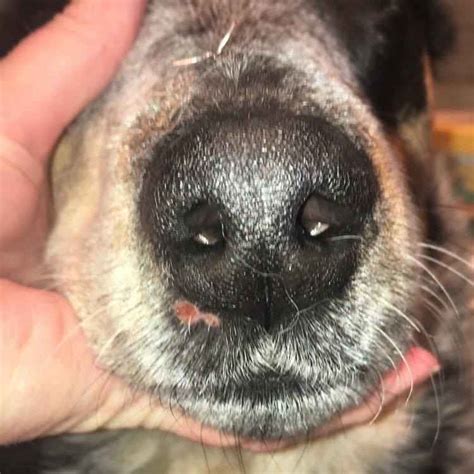 Dog Facial Sores Insect Or Spider Bite And More Walkerville Vet