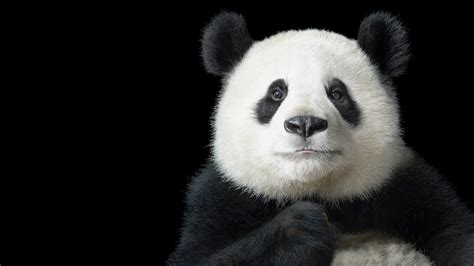4k Panda Portrait