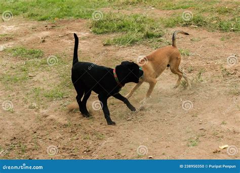 Two Dogs Biting Each Other Until The Dust Clouded Stock Photo Image