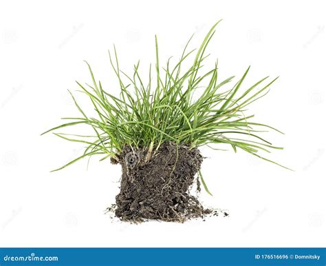 Green Grass Soil And Grass Isolated On White Background Stock Photo