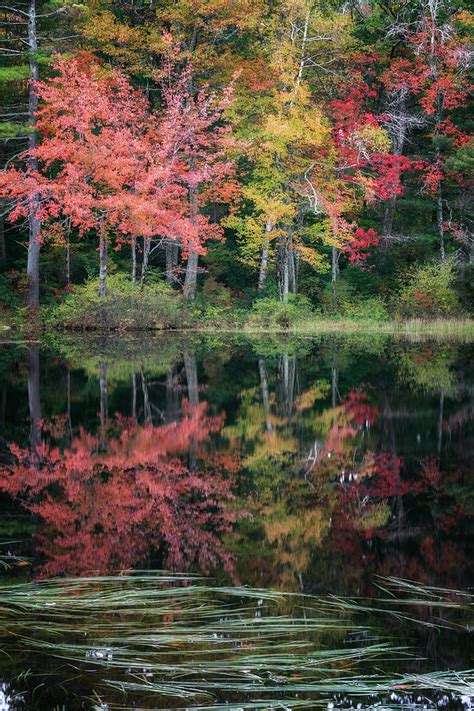 Autumn Pond Photograph By Bill Wakeley Fine Art America