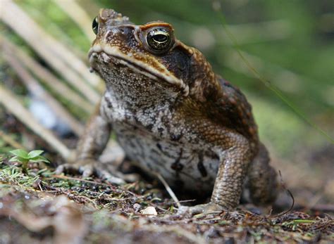 Poisonous Toads Infest Suburban Florida Neighborhood Weny News