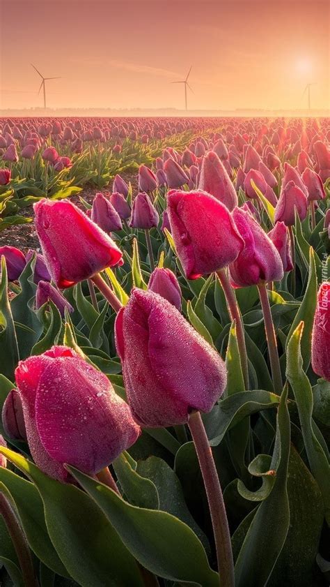 Plantacja Tulipanów I Wiatraki W Tle Tapeta Na Telefon Flowers