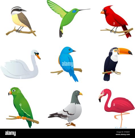 Realistic Bird Species Collection With Nine Different Bird Species