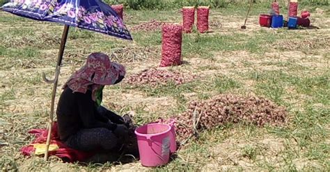 It is a network in which there are no rules, laws, and countries.what can be purchased in the domain zone.onion? Nueva Ecija onion farmers seek gov't help amid low prices ...