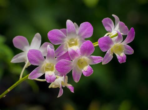 How To Grow And Care For Dendrobium Orchid Horticulture