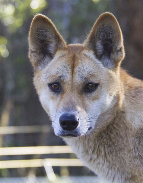 Australian Dingoes Are An ‘intermediary Between Wolves And Domestic
