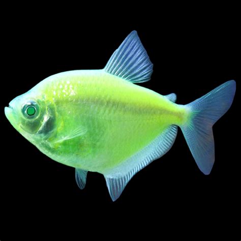Green Glofish Tetra