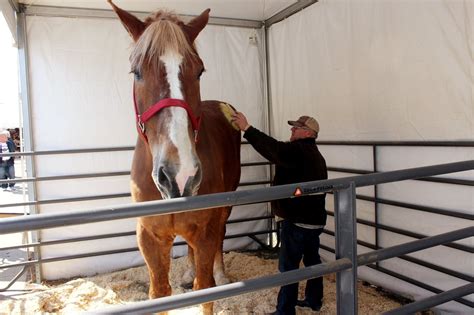 Worlds Tallest Horse Big Jake Dies In Wisconsin At Age 20 Mpr News