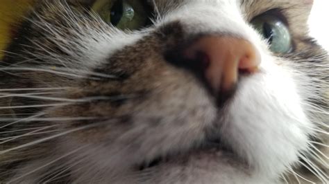 Im Sniffing Your Camera Hooman Cats Animals Quick Gatos Animales