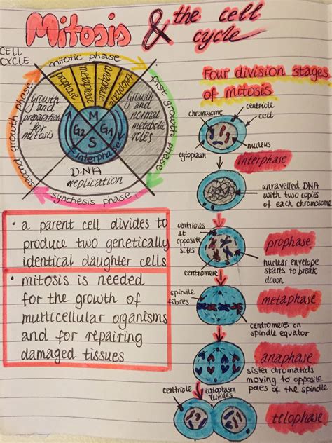 Understanding Mitosis And The Cell Cycle