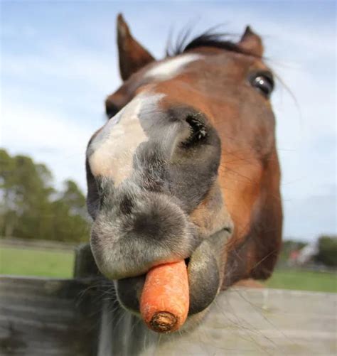 Tuesdays With Tony Horse Treats Springhill Equine Veterinary Clinic