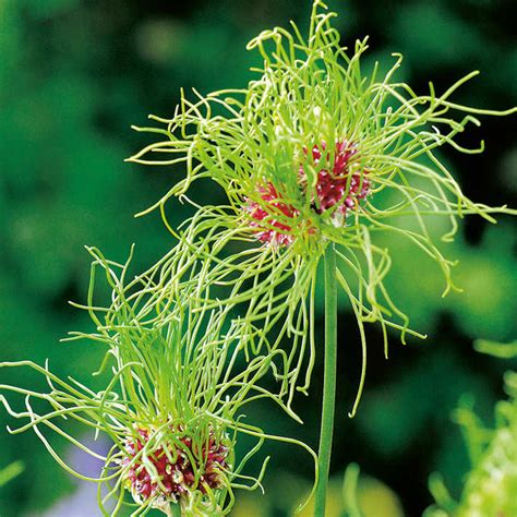 Two others in this group are worth noting. Allium Bulbs - Hair - Dobies