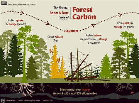 How Much Carbon Is Stored In Us Forests