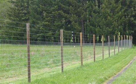 Deer Fence Ideas Why Do You Need One And How To Choose It