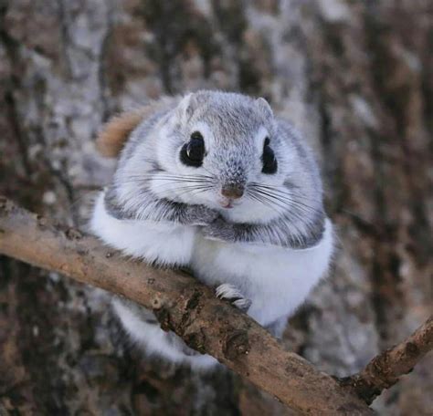 Japanese Squirrel Bmatila