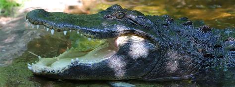 Alligator Care And Training North Carolina Zoo
