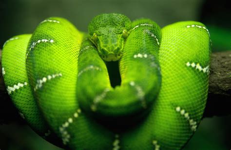 Fondos De Pantalla Animales Fotografía Tipo De Serpiente Venenosa