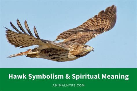 Hawk Symbolism And Spiritual Meaning Totem Spirit And Omens Animal Hype