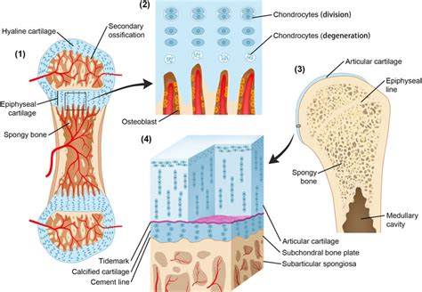Frontiers Roles Of The Calcified Cartilage Layer And Its Tissue