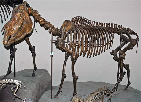 Equus Simplicidens Fossil Hagerman Horse Pliocene Idah Flickr