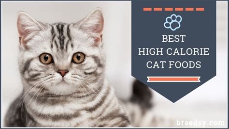 We prefer that if you post 11. 7 Best High Calorie Cat Foods: Our Guide to Help Cats Gain ...