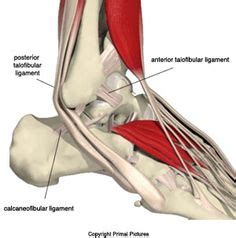 Other articles where foot is discussed: picture of foot muscles and tendons for manulations | Muscles of Sole of Foot: Third Layer ...