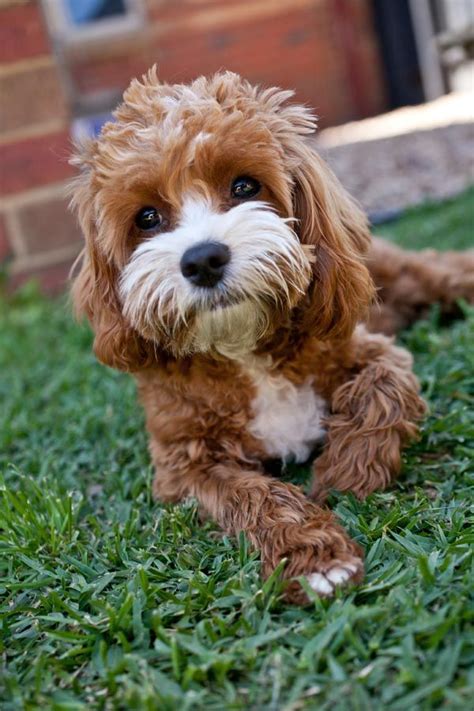 Top 20 Cutest Dog Breeds Around The World Cutest Dogs Cute Dogs
