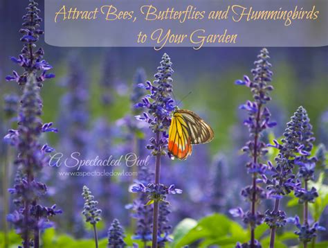 What flowers attract humming birds. Attract Bees, Butterflies and Hummingbirds to Your Garden ...