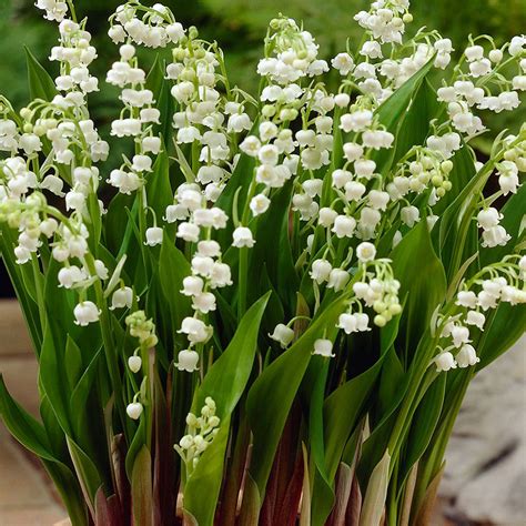 Lily Of The Valley Giant Mirror Garden Offers