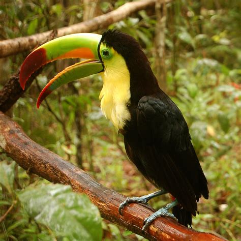 Perceived as an expansion of khangchendzonga in the east sikkim, fambong lho wildlife sanctuary is a home to an extensive types of warm blooded. Keel-billed toucan - Wikipedia