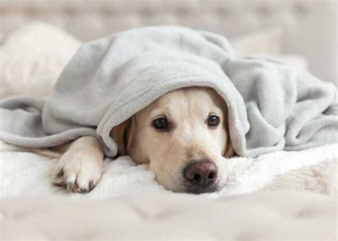 Thyroid Cancer In Dogs Symptoms Diagnosis And Treatment