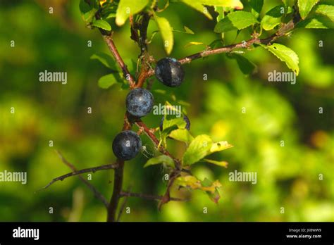 Progenies Fruits Berries Berry Blachthorn Sloe Sloes Progenies Fruits