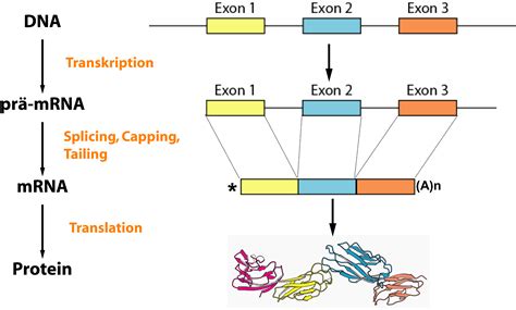 How do mrna vaccines work? Spleißen (Biologie)