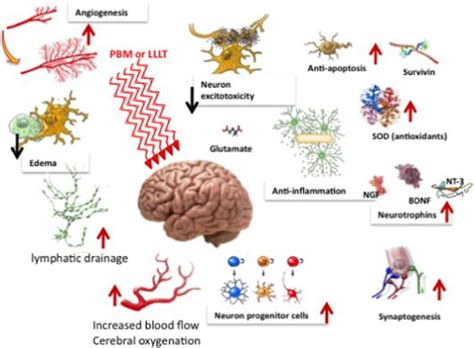 Shining light on the head: Photobiomodulation for brain ...