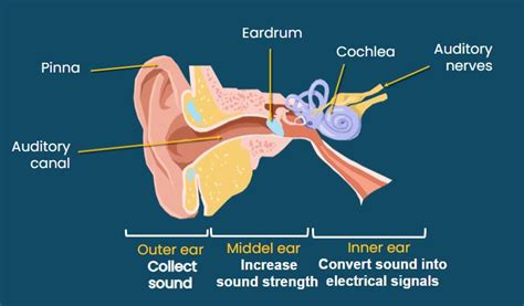 Statement 1 Eardrum Of A Human Vibrates To Produce Soundstatement 2