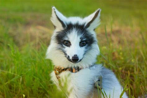Russian domestic Fox | Domestic fox, Cute animal pictures 