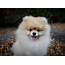 14 Fluffy Facts About Pomeranians  Page 2 Of 4 PetPress