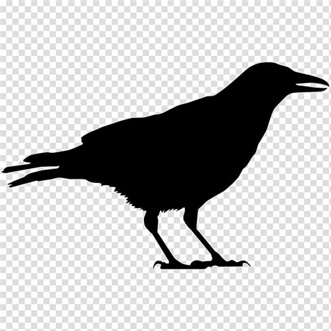 Birds Silhouette American Crow Common Raven All About Birds Cornell