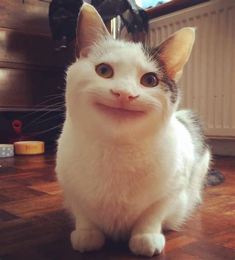 Funny Cat Face Meme Funny Memes Fun